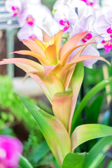 colorful blooming bromelia flowers. Floral background