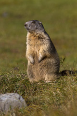 Marmot at Gran Paradiso