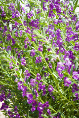 Obraz premium Purple Flowers In Sunlight #!