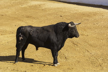 Toro de lidia en la arena de una plaza de toros. España
