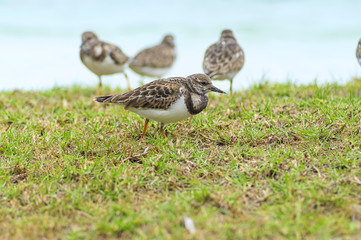 Pectoral sandstone walking along the grass along the water