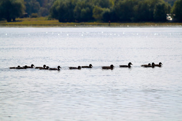 Silhouettes a flock of wild ducks swims in a row along the river. Animals in the natural habitat