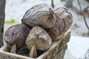 Old dried coconuts are piled up with a bunch