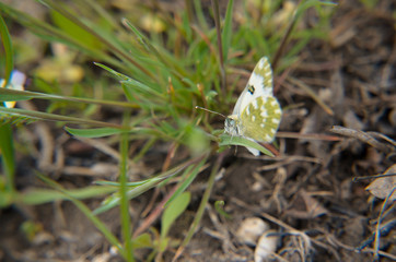 wild flowers in the forest glade