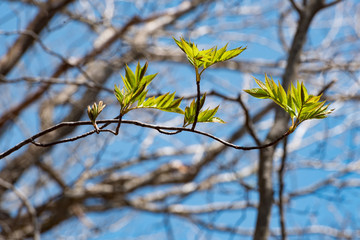 高山の春、葉の無い森の中に一番に緑の葉を出す枝