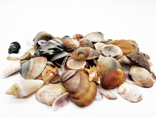 Muscheln vom Meeresstrand auf weißem Hintergrund