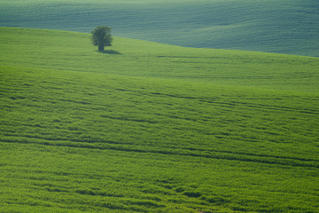 tree and grassland