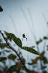 Spinne im Herbst im Spinnennetz