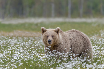 Obraz na płótnie Canvas rown bear (Ursus arctos) walking on a Finnish bog in the middle of the cotton grass