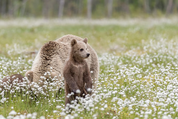 Obraz premium Brown Bear cub standing in the middle of the cotton grass in a Finnish bog