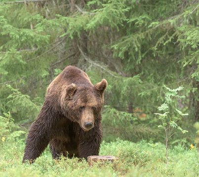 Big brown bear (Ursus arctos) male in boreal forest, Finland