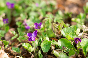 Tiny violet flowers in early spring, wild forest meadow, closeup of rare plants, trendy ultra violet color