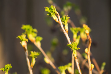 Buds of black currant leaves in early spring, farming and gardenning concept, natural organic plants and berries full of vitamins growing for herbal tea