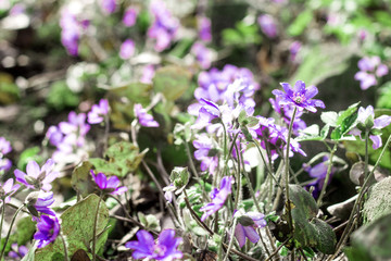 Beautiful rare flowers with water drops on a sunny morning in early spring, violet color