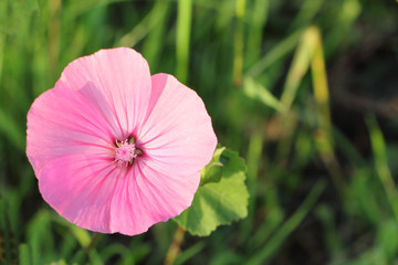 Fototapeta premium Różowy kwiat ślazu na tle zielonej trawy w ogrodzie