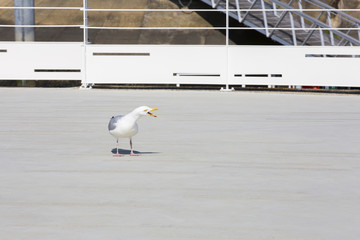 Cri de la mouette sur le port