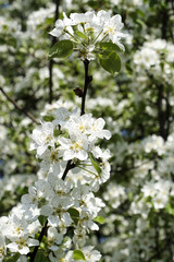 Closeup of appel blossom