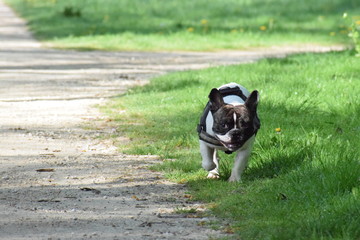 Bouledogue francais parc