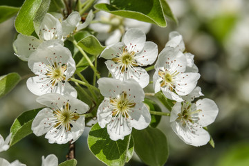 Closeup of appel blossom