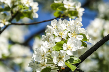 Closeup of appel blossom