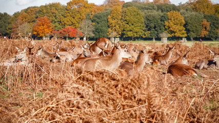 Herd of red deers resting on dry grass in bushy park in London