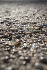 Close-up abstract shallow view of shell and sandy beach.