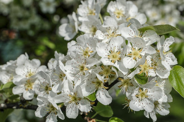 Closeup of appel blossom