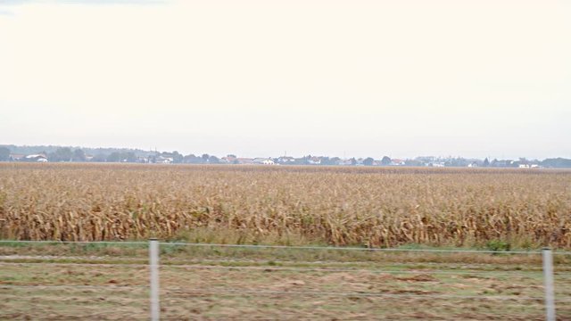 Dried up Corn Field Car Side View Slow Motion 4K