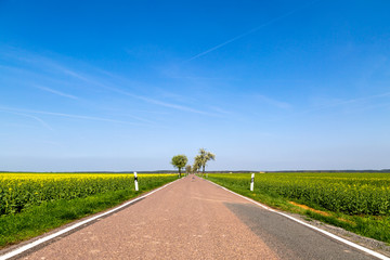 ein blühendes Rapsfeld, Kirschbäume und eine Straße