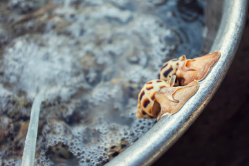 Snails on market. A lot of fresh snails on display at seafood market