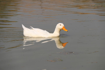 White color of duck swimming in the lake and reflected in the water. It is a waterbird with a broad blunt bill, short legs, webbed feet, and a waddling gait.