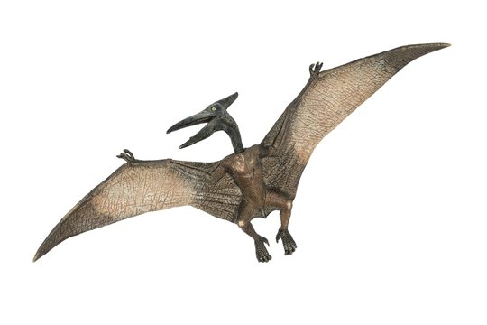 Premium PSD  Pterodactyl flying concept isolated on transparent background