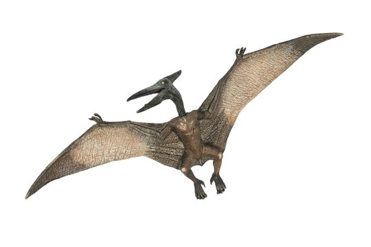 Foto de Pterodactylus e mais fotos de stock de Pterodáctilo