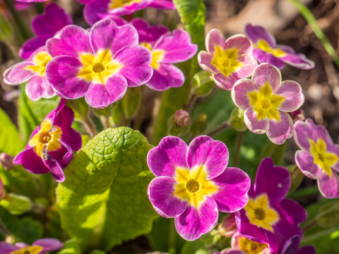 Primel Fr&uuml;hlingsblume