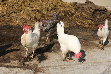 Hens at the farm, Hühnerhaltung am Bauernhof