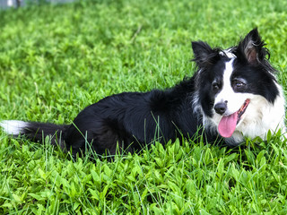Border collie on the lawn.