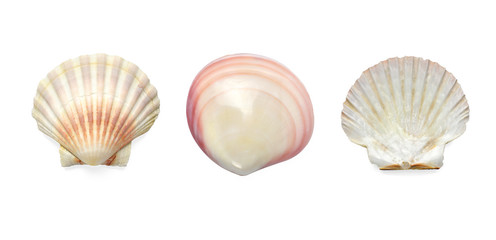 Collection Exotic conch isolated on a white background © Intel