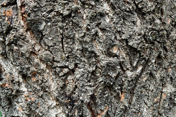 Full frame background of a texture of a tree bark