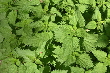 Urtica dioica (grande ortie) au jardin au printemps