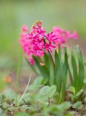 Piękne różowe kwiaty na zielonym tle. © Mariusz
