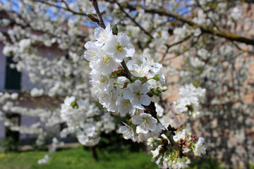 plum tree flower