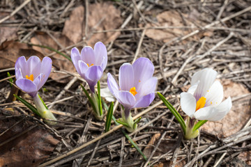Fleurs Safran à fleurs blanches ou Crocus printanier mauve blanc printemps montagne vercors