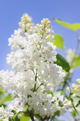 White lilac at spring