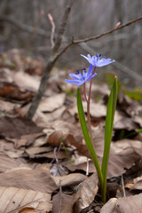 Scille à deux feuilles liliacée jacinthe sauvage bleue vert  en montagne vercors altitude sur feuilles mortes au printemps