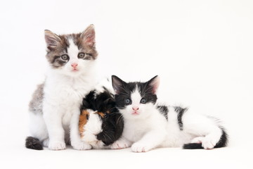 Two kittens and a guinea pig isolated on white