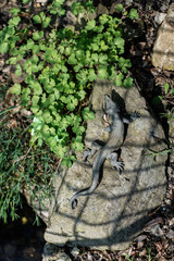 lizard