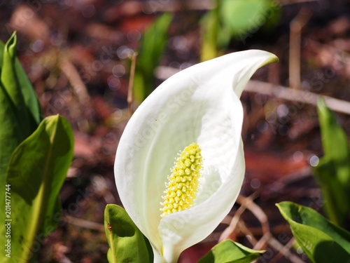 水芭蕉の可憐な白い花 Wall Mural Wallpaper Murals Memanabu