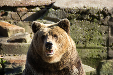 Huge brown bear close-up