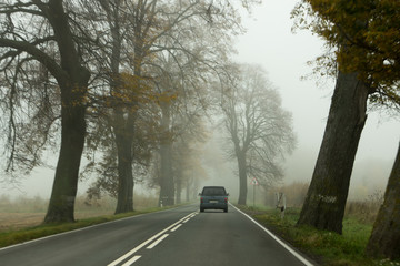 Trees with fallen leaves along the road