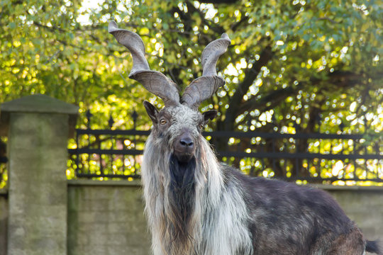 Markhoor (Capra falconeri) in zoo
